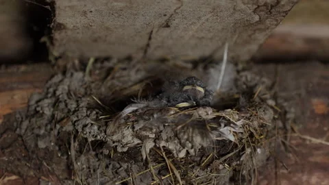 Barn swallow chicks in nest opening mouths for food 4K Stock Footage 342965467