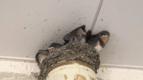 Barn swallow chicks in nest waiting for parents and dropping feces outside. 4K Video stock 341738448