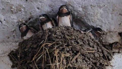 Barn swallow chicks nesting in a mud nest inside a farm building Stock Footage 346542226
