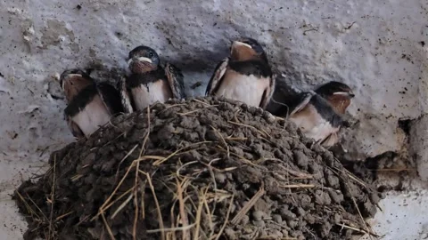 Barn swallow chicks standing in a mud nest, waiting for parents on a farm Stock Footage 346542136
