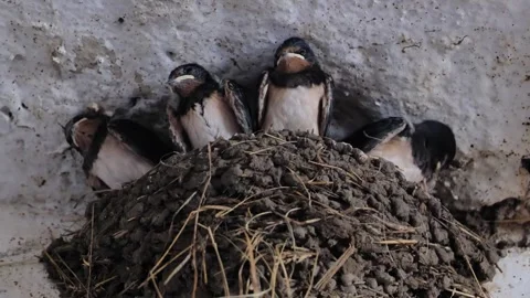 Barn swallow chicks waiting in mud nest, birds in a farm stable Stock Footage 346310708