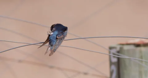 A barn swallow cleaning while resting on a fence Video stock 314785598