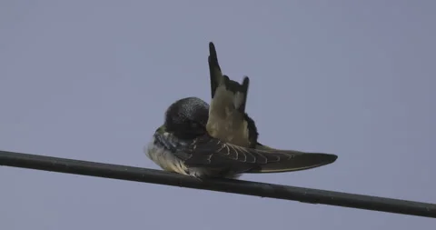 Barn swallow cleans feathers, 4K slomo Stock Footage 251715118