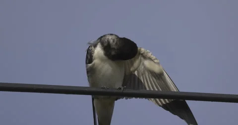 Barn swallow cleans feathers, close-up, 4K slomo Video stock 251714540