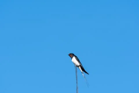 Barn Swallow closeup Stock Photos