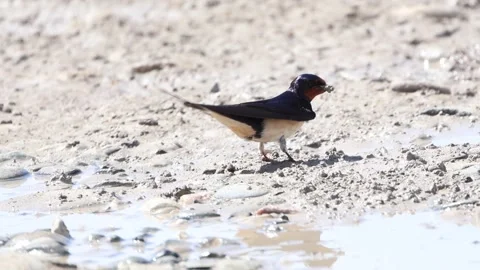 Barn Swallow Collecting Mud from Ground for Nest Building. Hirundo rustica Stock Footage 332850855
