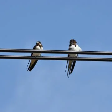 Barn Swallow Couple Stock Photos
