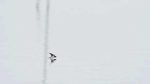 Barn swallow drinking water while flying (slow motion) Stock Footage 340264584