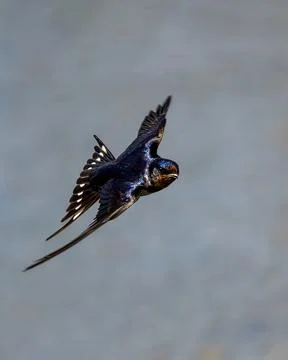 Barn Swallow in Dynamic Flight Against Soft Blue Background 库存照片