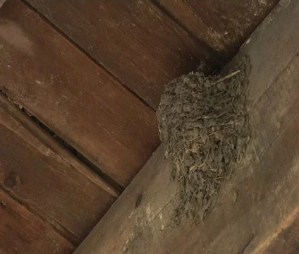 Barn Swallow feeding babies 動画素材 12139524