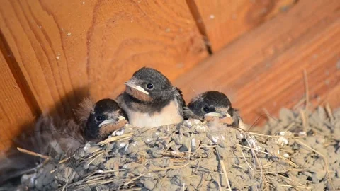 Barn Swallow Feeding Chicks Video stock 160061437