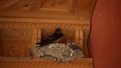Barn Swallow Feeding Chicks at Its Nest Under a Carved Roof Video stock 341945489