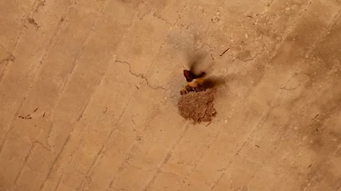 Barn Swallow Feeding Chicks While Mate Guards the Nest – Parental Care Scene Stock Footage 312104114