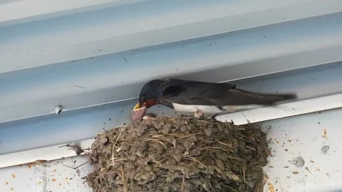 A barn swallow feeds its chicks in a nest, 4x slow motion Stock Footage 297504451