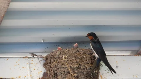 A barn swallow feeds its chicks in a nest Video stock 297505744