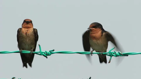Barn Swallow on The Fence Stock Footage 38521673