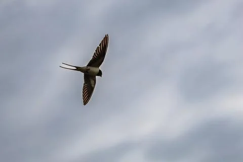 Barn swallow in flight against a cloudy sky Stock Photos