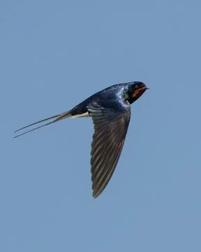 Barn Swallow in Flight with Long Tail Streamers Extended Stock Photos