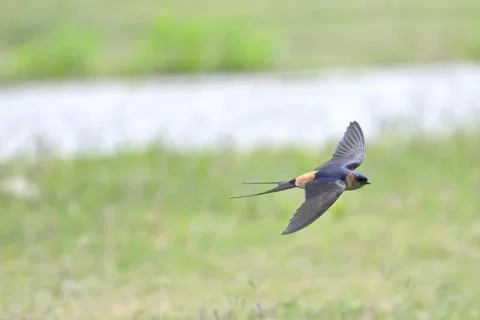 Barn swallow in flight over a grassy field Видео 335491694