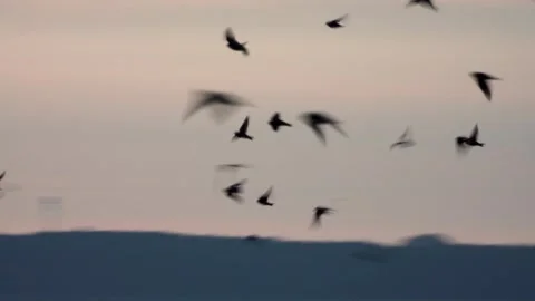 Barn swallow flock flying over a lake at sunset. Stock Footage 320178259