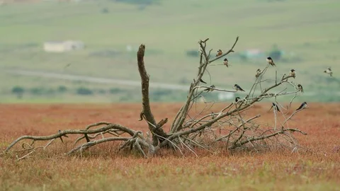 Barn Swallow - flock perched on dead branch, wide shot Stock Footage 111392114
