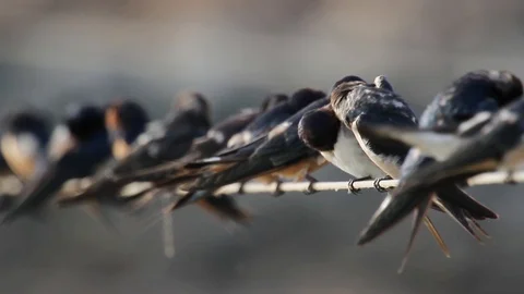 Barn swallow flock on string 動画素材 90134604