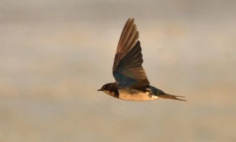 Barn swallow in fly Stock Photos