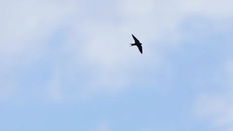 Barn swallow flying and perched on a building roof Vídeos de archivo 345961448