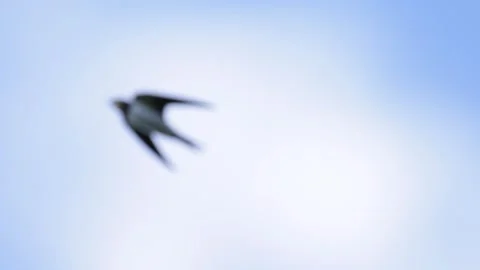 Barn swallow flying and perched on a building roof Vídeos de archivo 345961459