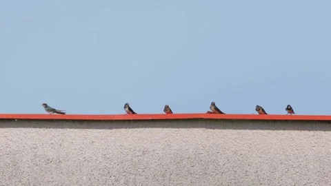 Barn swallow flying and perched on a building roof Vídeos de archivo 345961527