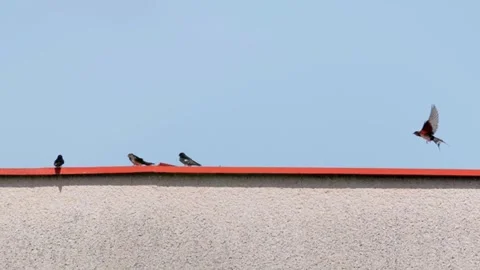 Barn swallow flying and perched on a building roof Vídeos de archivo 345961539