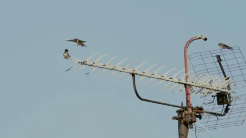 Barn swallow flying and perched on a building roof Vídeos de archivo 345961540