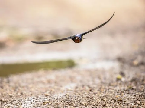 Barn swallow flying on light background Stock Photos