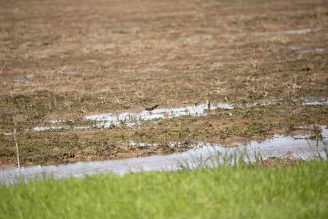 Barn Swallow Flying Stock Photos