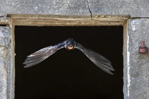 Barn swallow flying through window Stock Photos