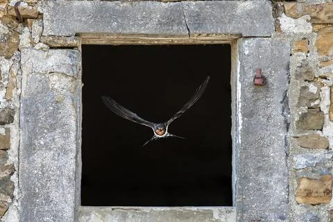 Barn swallow flying through window Stock Photos