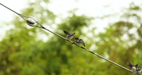 Barn swallow Stock Footage 103833205