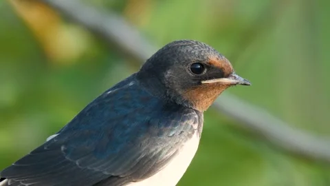 Barn Swallow Stock Footage 332988163