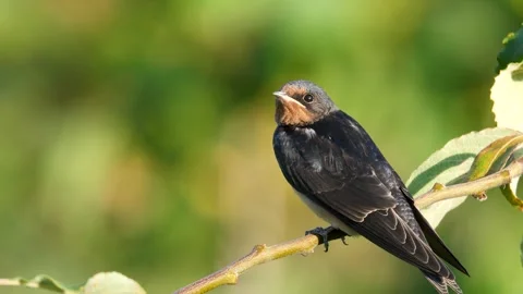 Barn Swallow Vídeo Stock 333070136