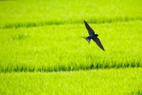 Barn swallow on green background 库存照片