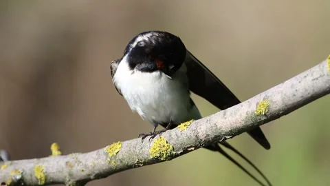 Barn swallow, Hirundo rustica. A bird sits on a branch, brushing its feathers Stock Footage 237142720