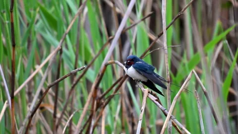 Barn swallow, Hirundo rustica. The bird sits on a reed and flies away Video stock 240770499