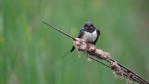 Barn swallow, Hirundo rustica. The bird sits on a reed and flies away Stock-Footage 242984798