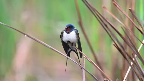 Barn swallow, Hirundo rustica. The bird sits on a reed and flies away Stock-Footage 252043982