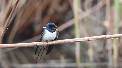 Barn swallow, Hirundo rustica. The bird sits on a reed and flies away 스톡 동영상 252537742