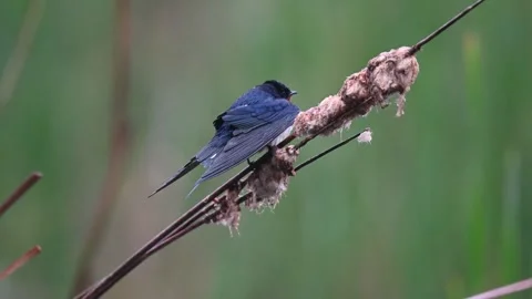 Barn swallow Hirundo rustica. The bird sits on a reed and flies away Stock Footage 270601337