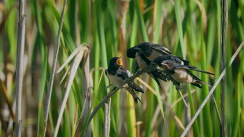Barn swallow (Hirundo rustica) chicks waiting for parent, birds in reed Stock Footage 233198317