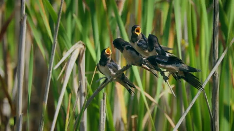 Barn swallow (Hirundo rustica) chicks waiting for parent, birds in reed Stock-Footage 233198905
