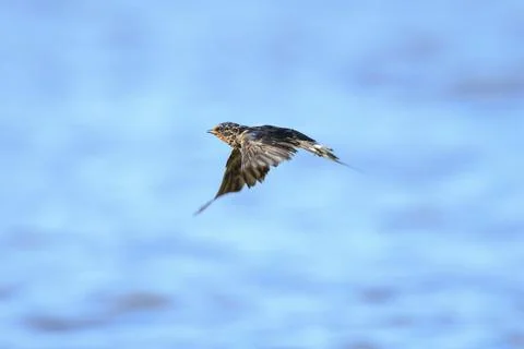 Barn Swallow Hirundo rustica in flight closeup Stock Photos