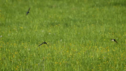 Barn swallow (Hirundo rustica) flock flying over a meadow Stock Footage 268216011